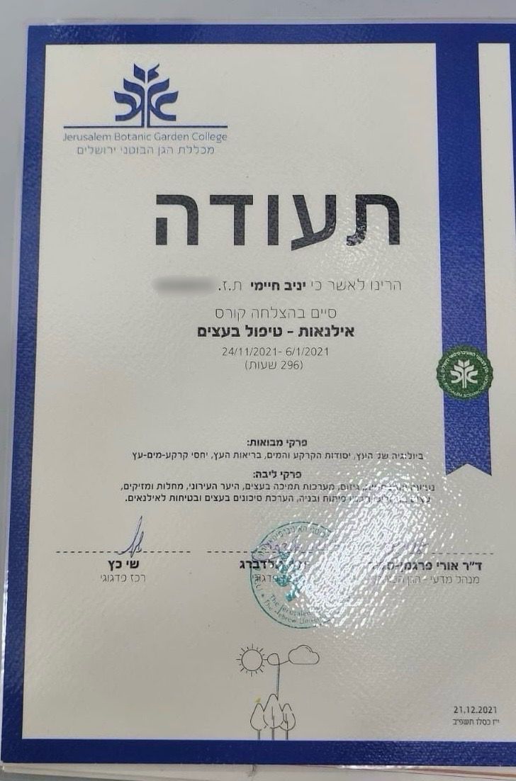 אילנאות — טיפול בעצים